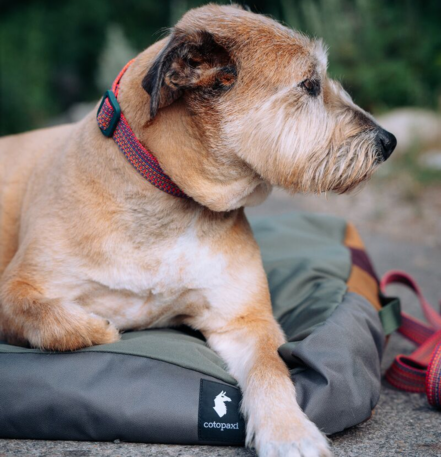 Del Día Dog Bed - US 3371